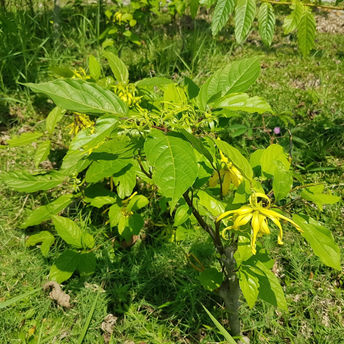 Kananga wonna - Cananga odorata - nasiona kanangi - 8 szt.