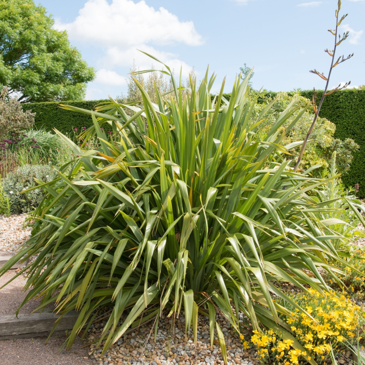 Lenovník obecný - Len Novozélandský - Phormium tenax - semena lenovníku - 6 ks