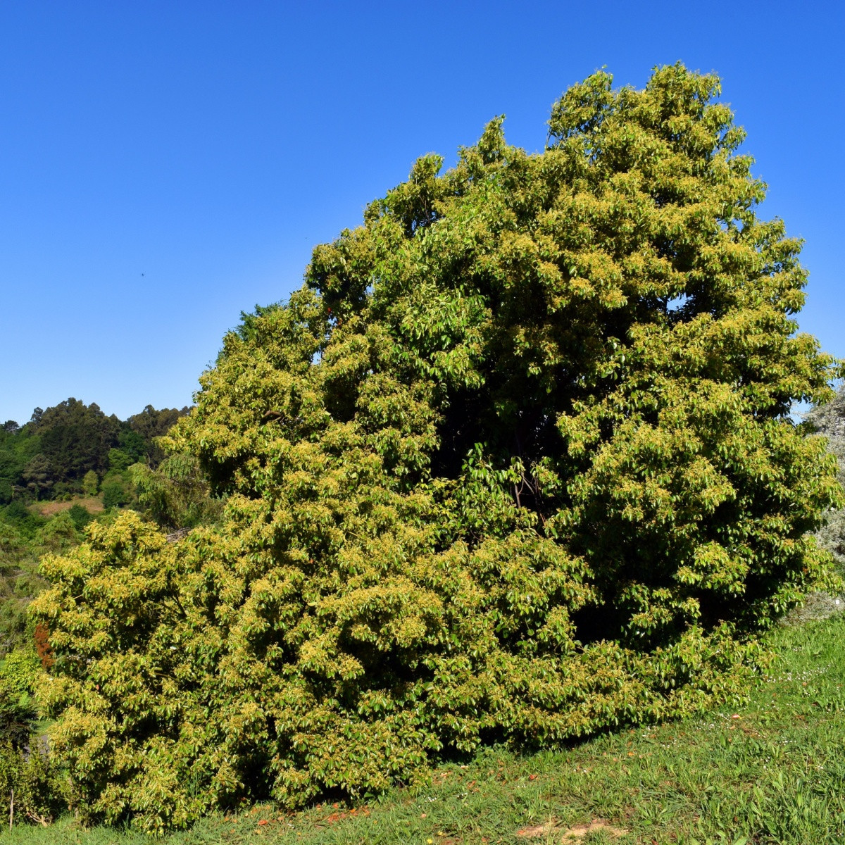 Kafrovník lékařský - Cinnamomum camphora - semena kafrovníku - 6 ks