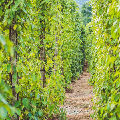 Pepř černý - Piper nigrum - semena pepře - 5 ks