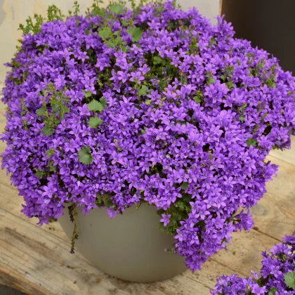 Zvonek klubkatý - Campanula glomerata - semena zvonku - 600 ks