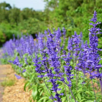 Szałwia omączona niebieska - Salvia farinacea - nasiona szałwii - 30 szt.