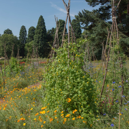 Nasturcja wędrowna - Tropaeolum peregrinum - nasiona nasturcji - 15 szt.