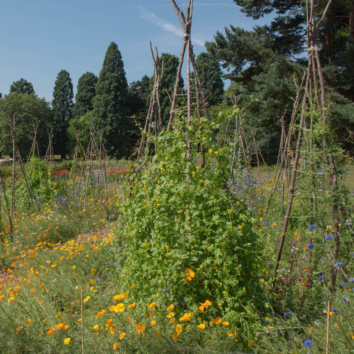 Nasturcja wędrowna - Tropaeolum peregrinum - nasiona nasturcji - 15 szt.