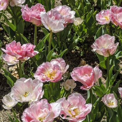 Tulipán Angelique - Tulipa Angelique - cibuloviny - 3 ks