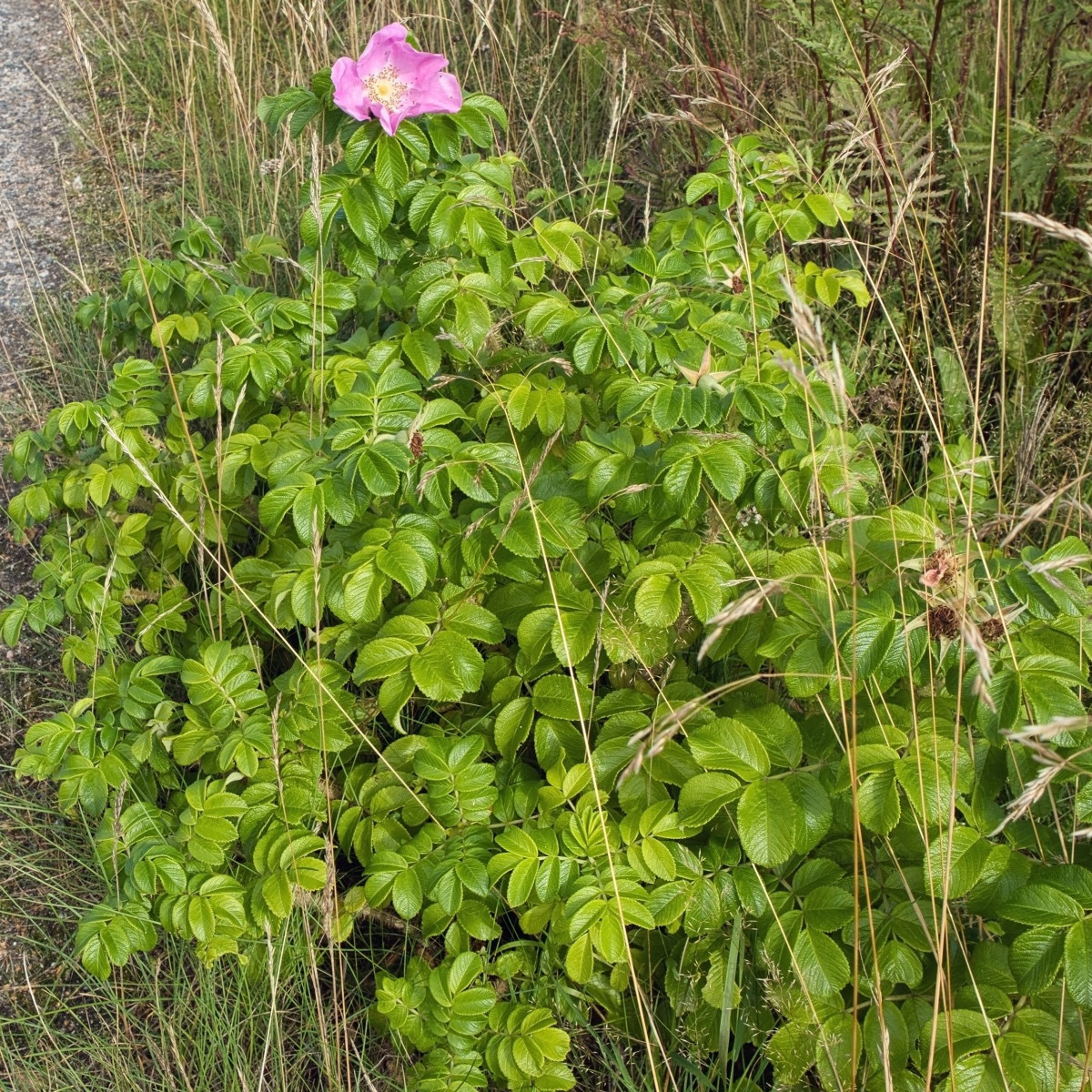 Růže svraskalá - Rosa rugosa - semena růže - 5 ks