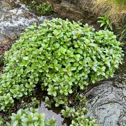 Máta vodní - Mentha aquatica - semena máty - 30 ks