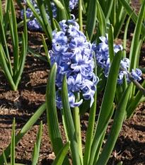 Hiacynt Sky Jacket - Hyacinthus - cebulki hiacynta - 1 szt.