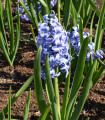 Hiacynt Sky Jacket - Hyacinthus - cebulki hiacynta - 1 szt.