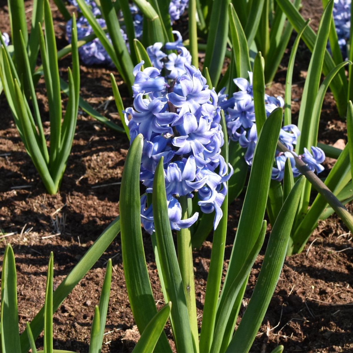 Hiacynt Sky Jacket - Hyacinthus - cebulki hiacynta - 1 szt.