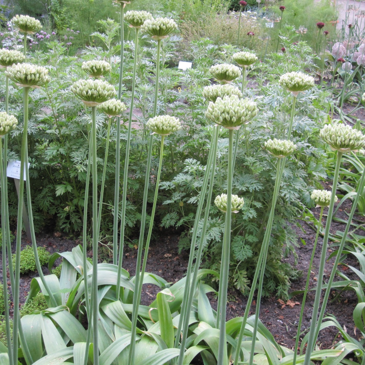 Česnek okrasný černý - Allium nigrum - cibule okrasného česneku - 2 ks