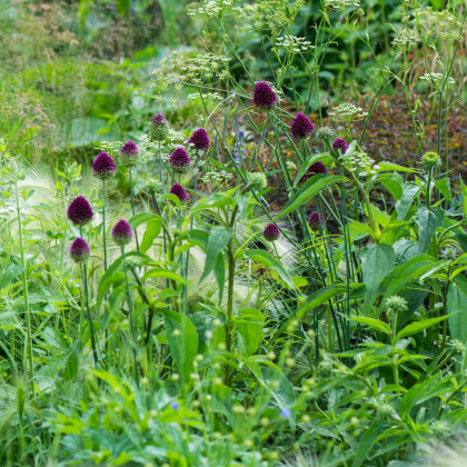 Česnek okrasný - Allium Sphaerocephalon - cibule okrasného česneku - 3 ks