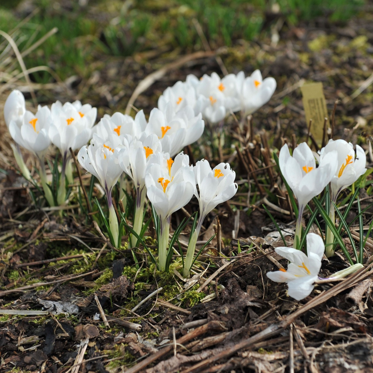 Krokus Jeanne d Arc - Crocus vernus - hlízy krokusu - 3 ks
