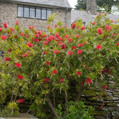 Štětkovec - Callistemon citrinus - semena štětkovce - 10 ks