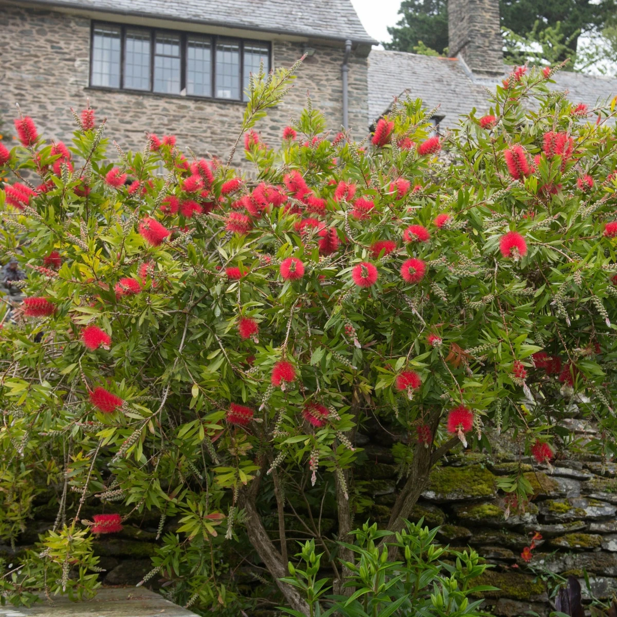 Štětkovec - Callistemon citrinus - semena štětkovce - 10 ks