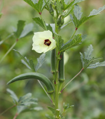Ibišek jadalny - Okra - Abelmoschus esculentus - nasiona hibiskusa - 8 szt.
