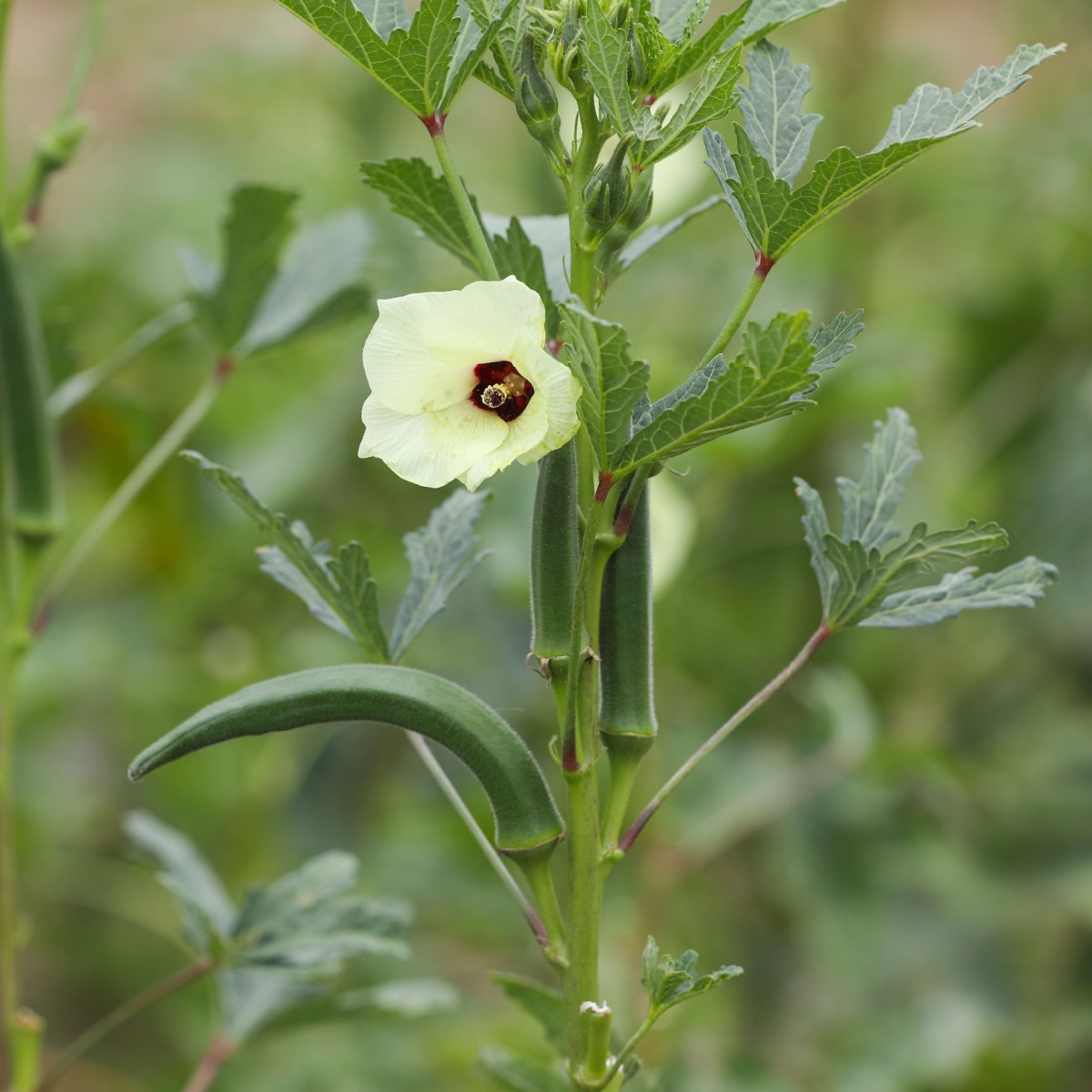 Ibišek jadalny - Okra - Abelmoschus esculentus - nasiona hibiskusa - 8 szt.
