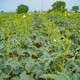 Ibišek jadalny - Okra - Abelmoschus esculentus - nasiona hibiskusa - 8 szt.