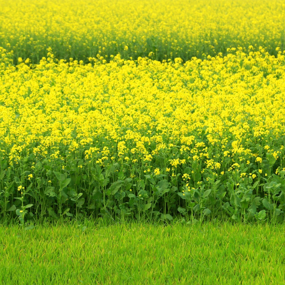 Hořčice černá - Brassica nigra - semena hořčice - 50 ks