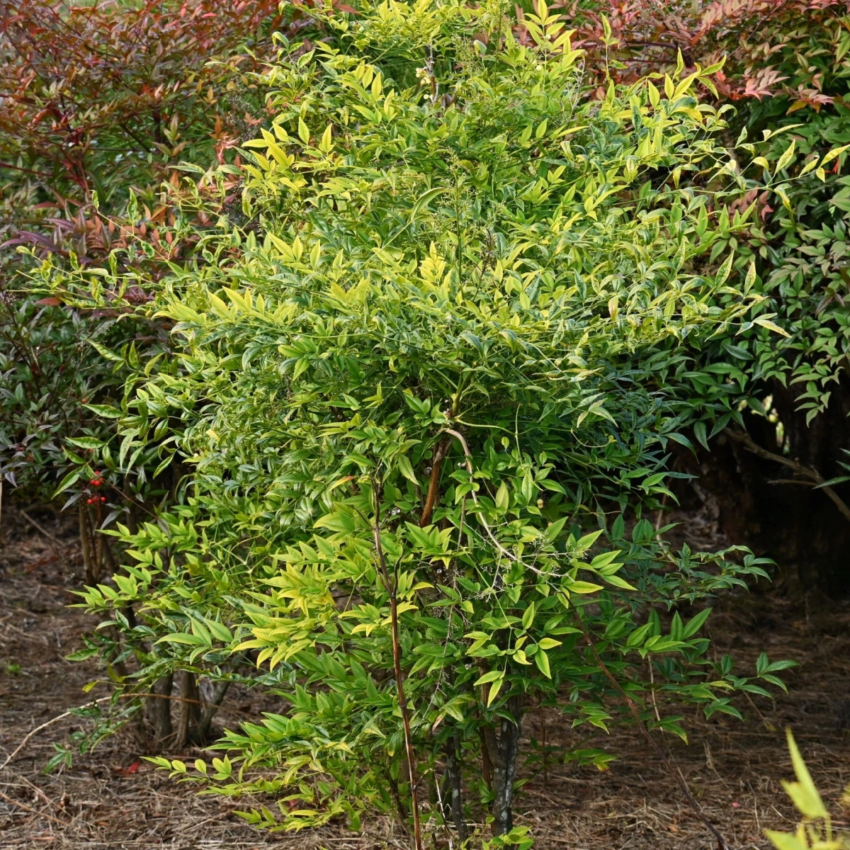 Nandina domácí - Bambus nebeský - Nandina domestica - semena nandiny - 3 ks