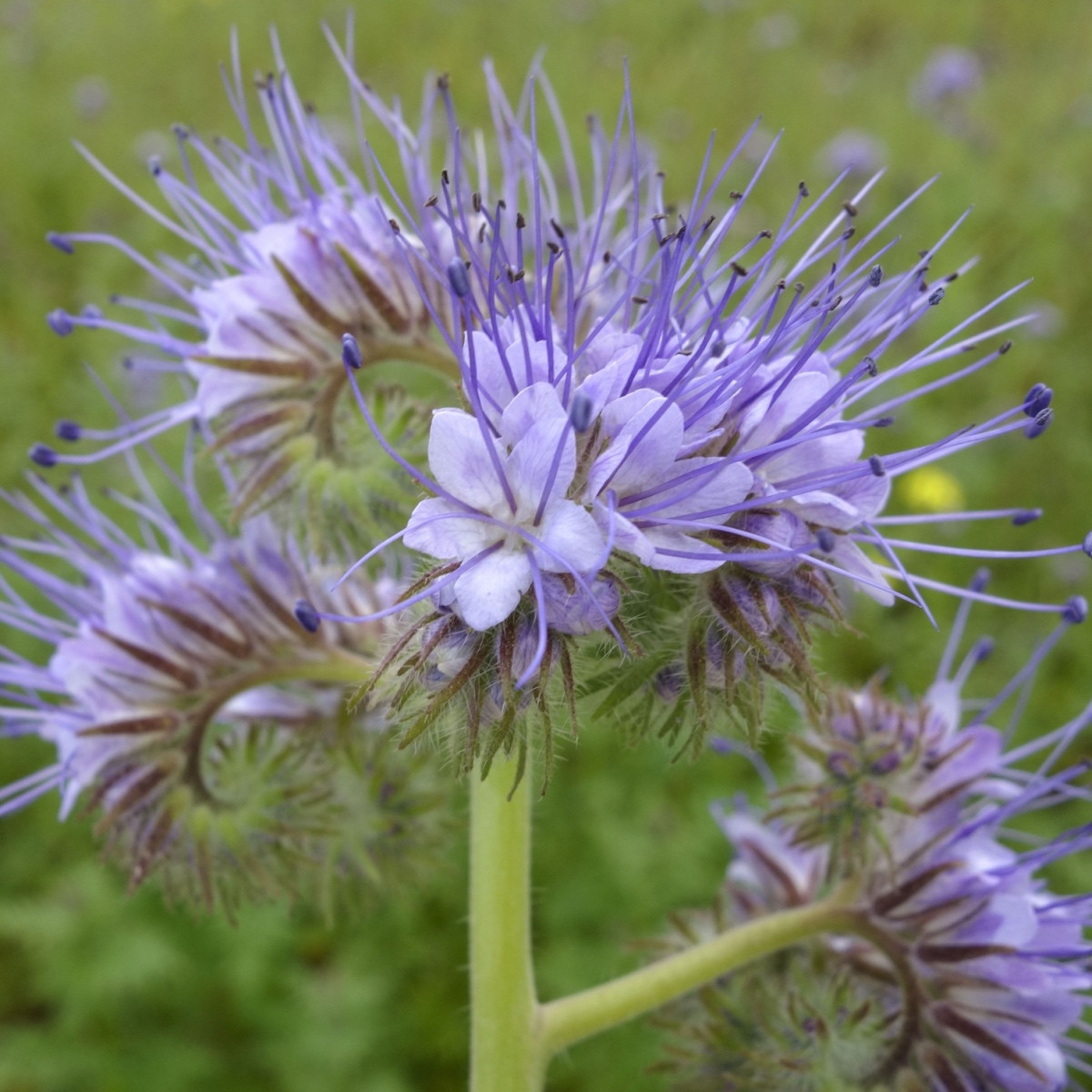 Svazenka vratičolistá - Phacelia tanacetifolia - semena svazenky - 50 ks