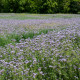 Svazenka vratičolistá - Phacelia tanacetifolia - semena svazenky - 50 ks