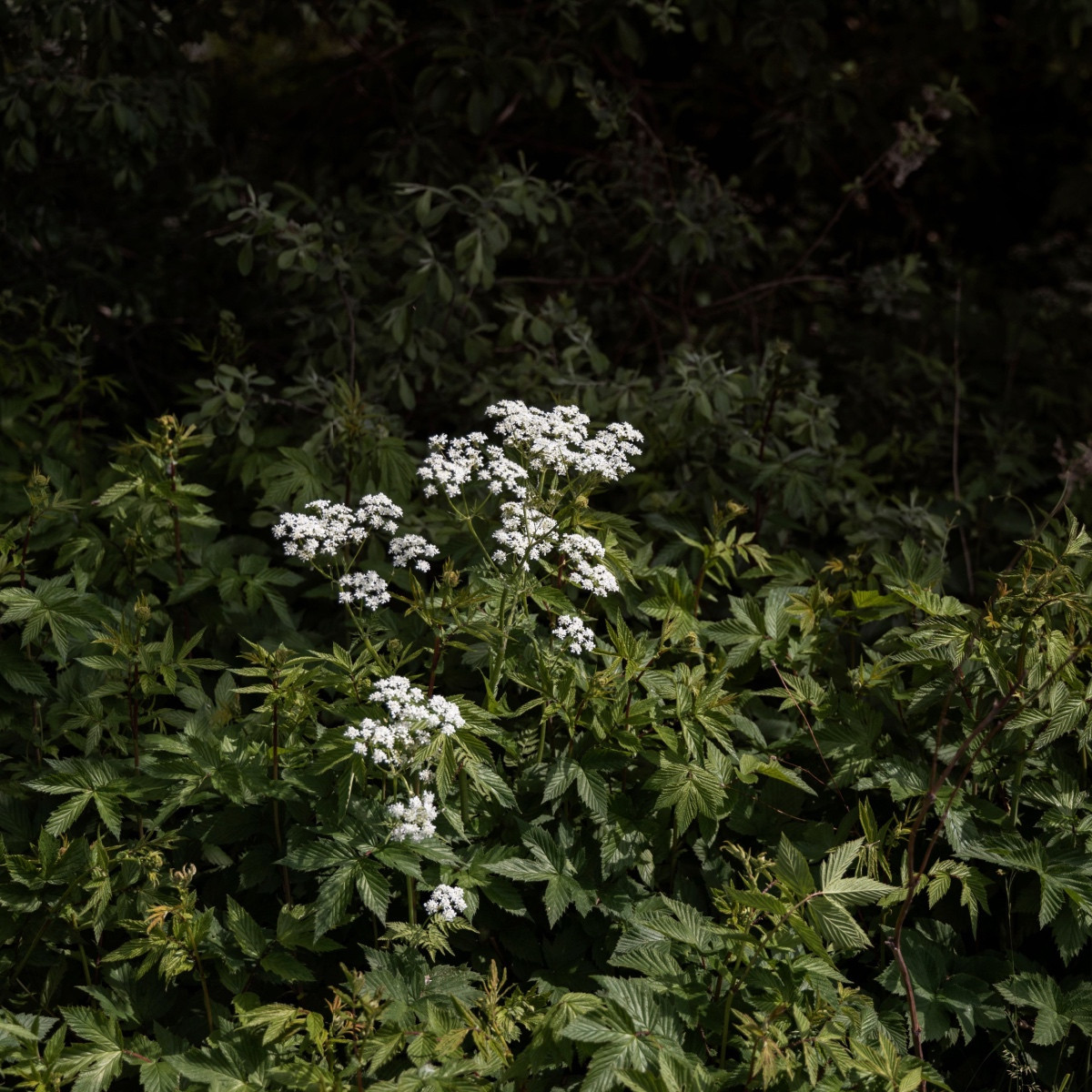 Bedrník obecný - Pimpinella saxifraga - semena bedrníku - 50 ks