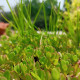 Portulaka warzywna Golden - Portulaca oleracea - nasiona portulaki - 100 szt.
