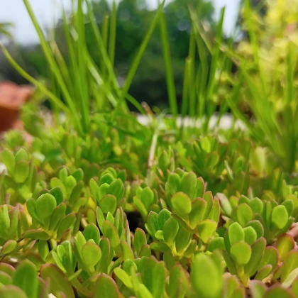 Portulaka warzywna Golden - Portulaca oleracea - nasiona portulaki - 100 szt.