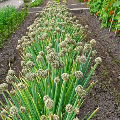 Cibule zimní - Česnek ošlejch - Allium fistulosum - semena cibule - 120 ks