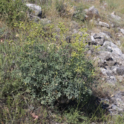 Routa vonná - Ruta graveolens - semena routy - 10 ks