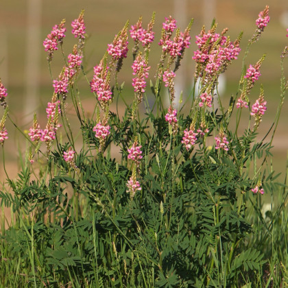 Vičenec ligrus - Onobrychis viciifolia - semena vičence - 50 ks