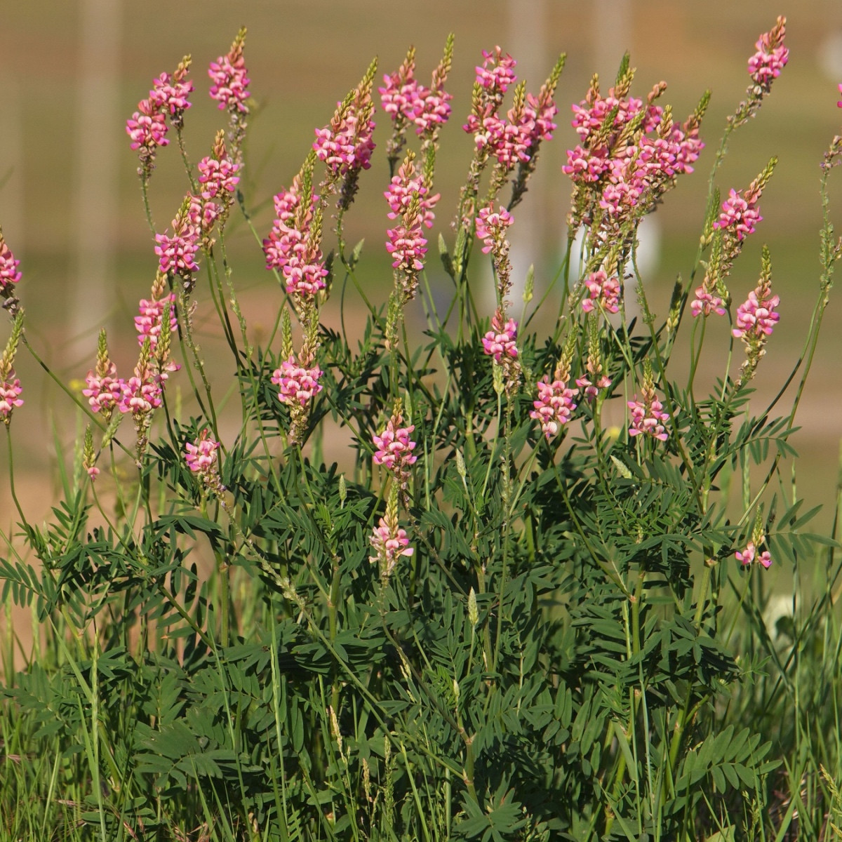 Vičenec ligrus - Onobrychis viciifolia - semena vičence - 50 ks
