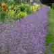 Šanta kočičí modrá - Nepeta faassenil - semena šanty - 15 ks