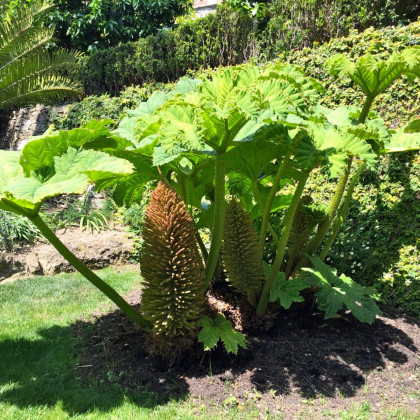 Barota rukávovitá - Gunnera manicata - semena baroty - 6 ks