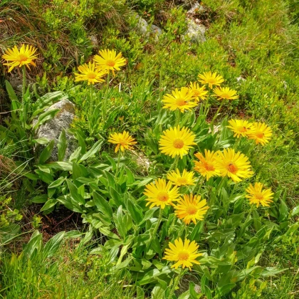 Arnika horská - Arnica montana - semena arniky - 13 ks