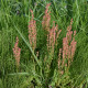 Šťovík kyselý - Rumex acetosa - semena šťovíku - 25 ks