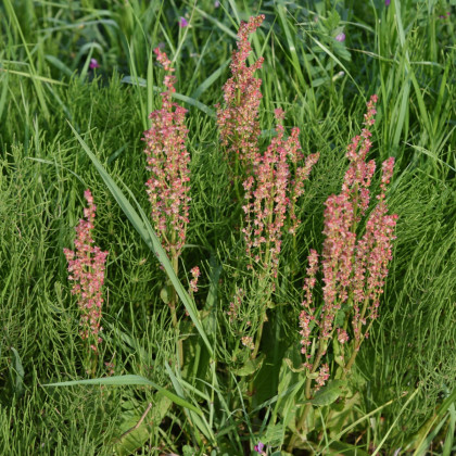 Šťovík kyselý - Rumex acetosa - semena šťovíku - 25 ks