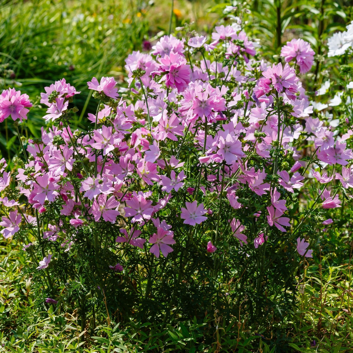 Sléz pižmový - Malva moschata - semena slézu - 50 ks