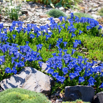 Hořec bezlodyžný - Gentiana acaulis - semena hořce - 8 ks