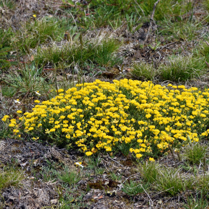 Štírovník růžkatý - Lotus corniculatus - semena štírovníku - 100 ks