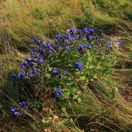 Goryczka trojeściowa - Gentiana asclepiadea - uprawa