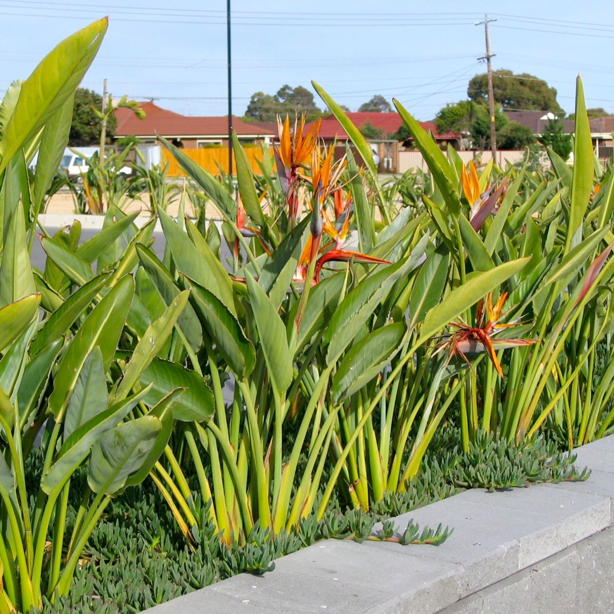 Strelície královská - Strelitzia reginae - semena strelície - 2 ks