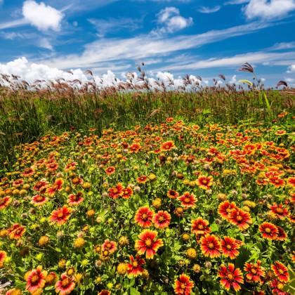 Kokarda jednoduchá - Gaillardia pulchella - semena kokardy - 0,3 g