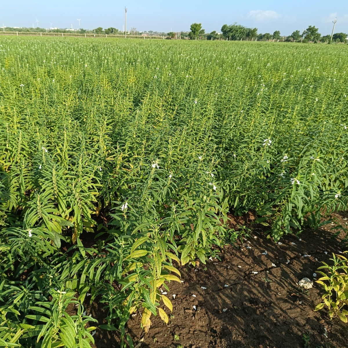 Sezam indický - Sesamum indicum - semena sezamu - 7 ks