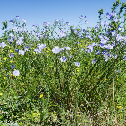 Len setý - Linum usitatissimum - semena lnu - 140 ks