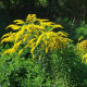 Złocień pospolity - Solidago virgaurea - nasiona złocienia - 20 szt.