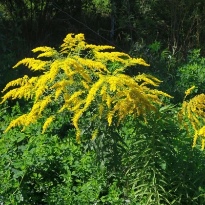 Złocień pospolity - Solidago virgaurea - nasiona złocienia - 20 szt.
