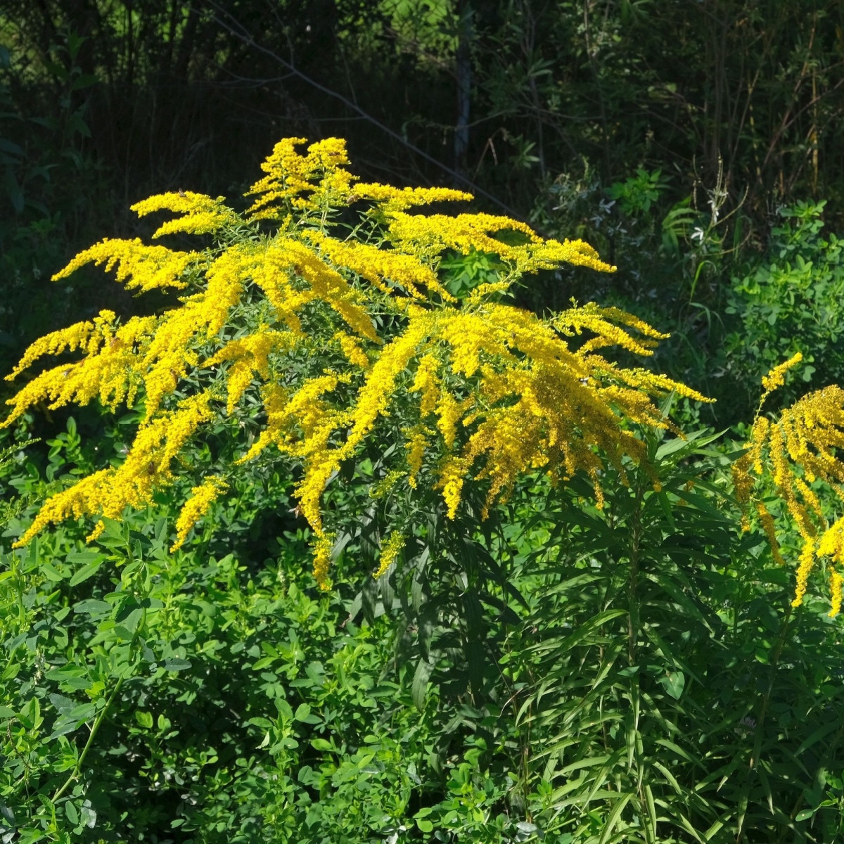 Zlatobýl obecný - Solidago virgaurea - semena zlatobýlu - 10 ks