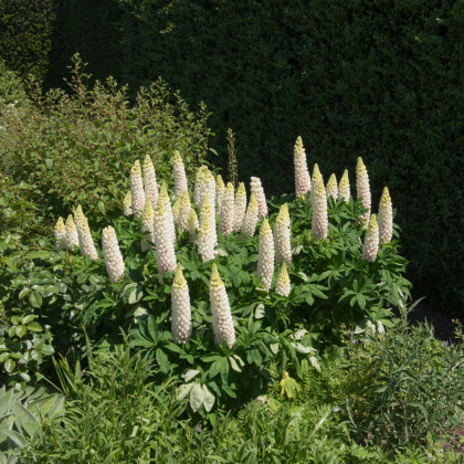 Lupina bílá - Vlčí bob - Lupinus albus - semena lupiny - 5 ks